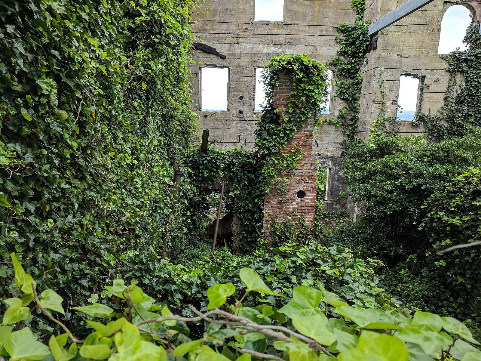 Ruined room being reclaimed by ivy, brick chimney still standing