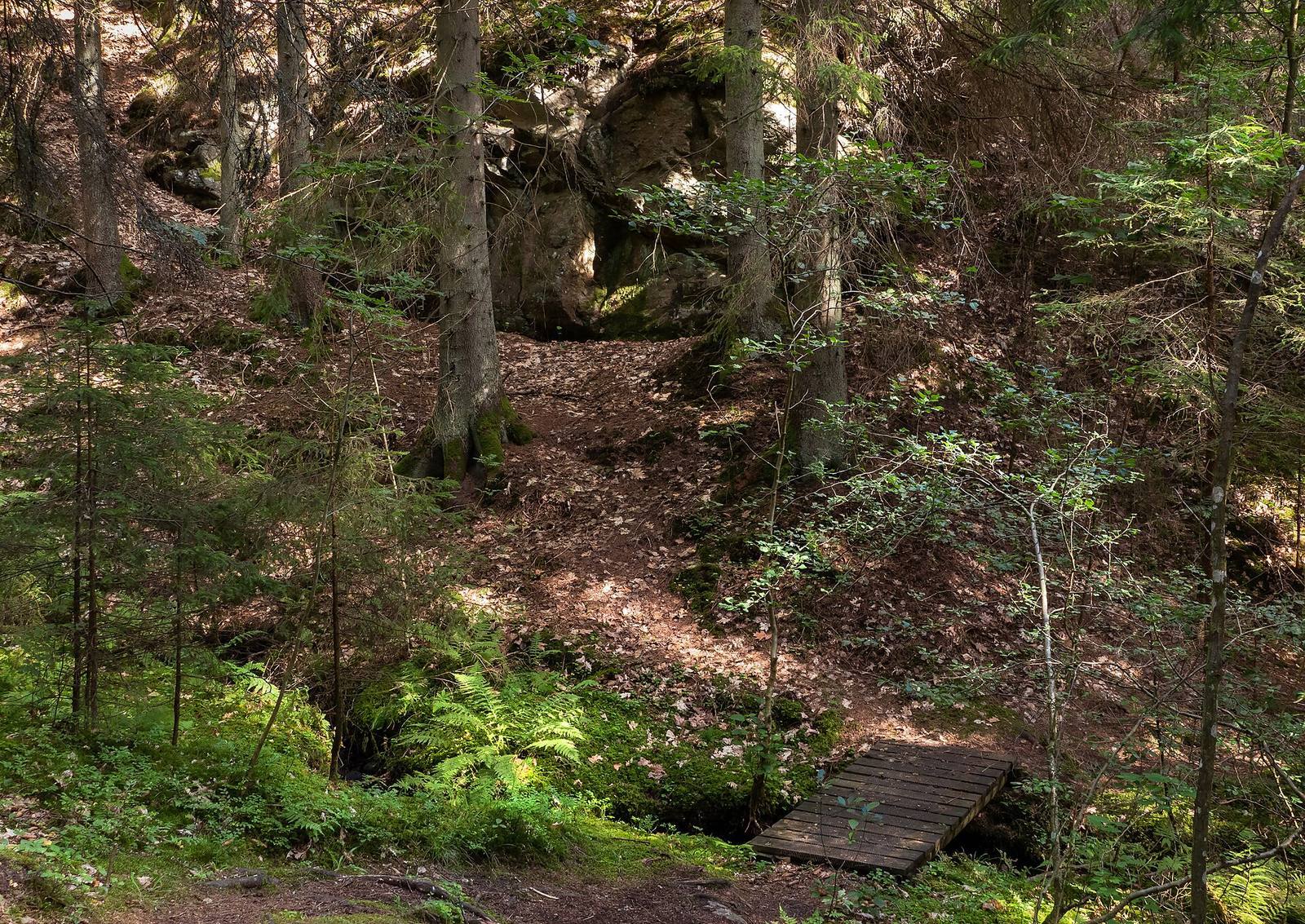 Forest path with a small wooden footbridge, sunlight pooling ahead