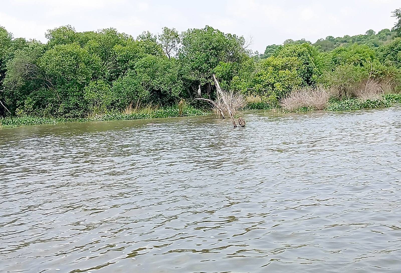 Wide river running past dense green riverbank vegetation