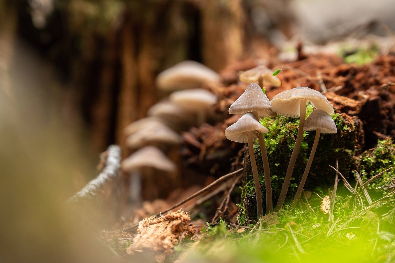 Pilze geballt auf einem moosigen Stamm auf dem Waldboden