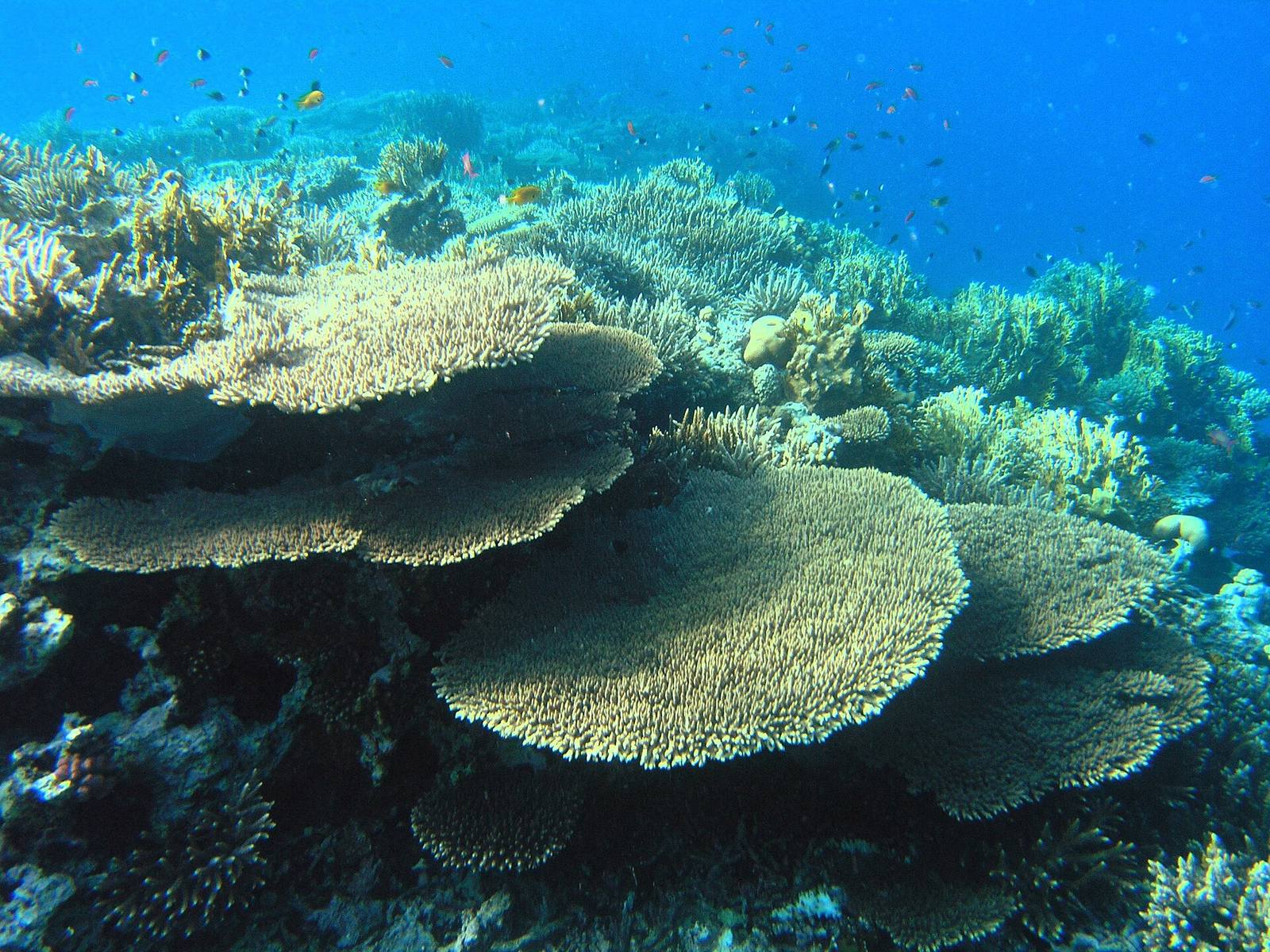 Arrecife de coral visto a través de agua azul clara